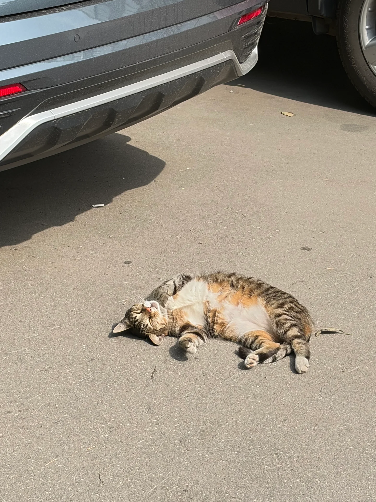 Найден кот, Москва