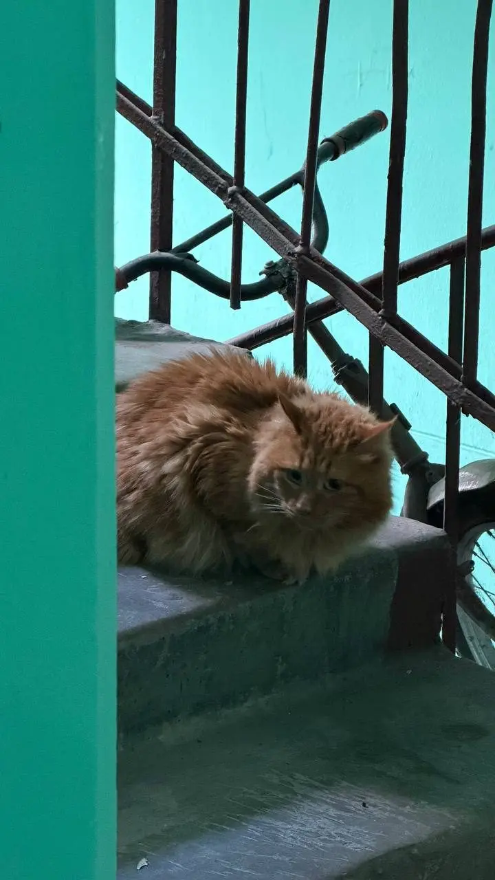 Найден кот, Москва