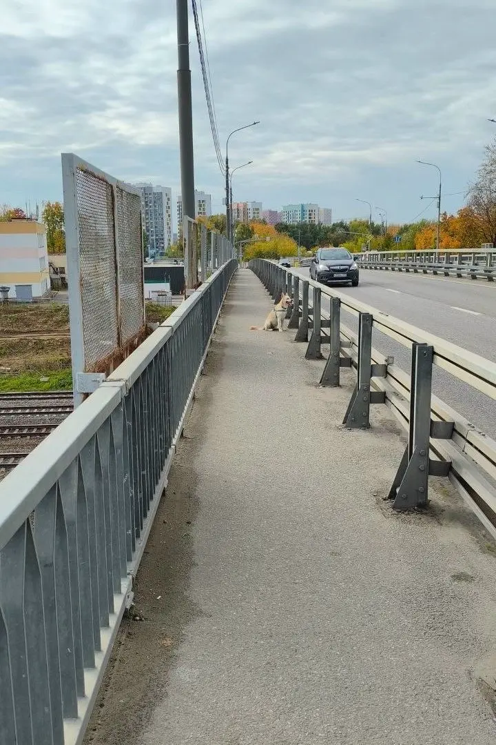 Найден пёс, Москва