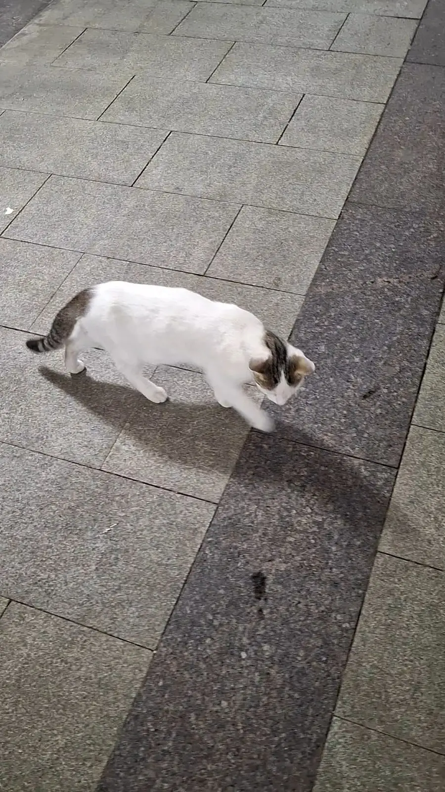 Найден кот, Москва