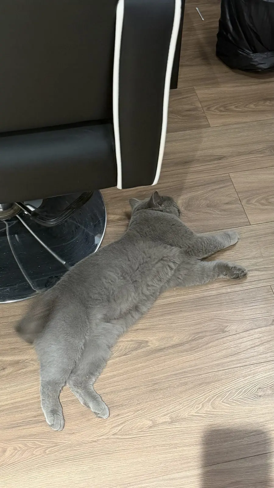 Найден кот, Москва