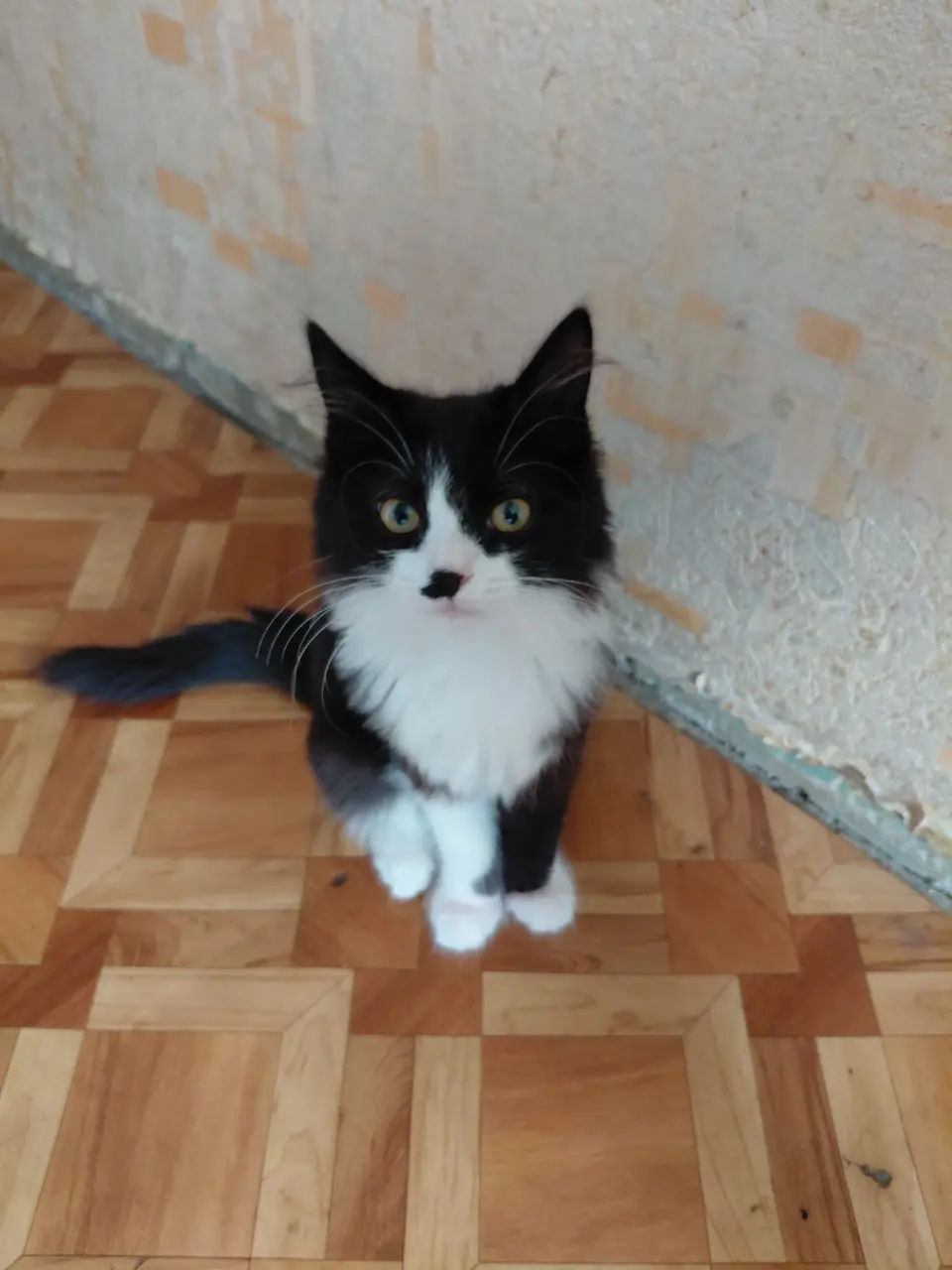Потерян кот, Москва