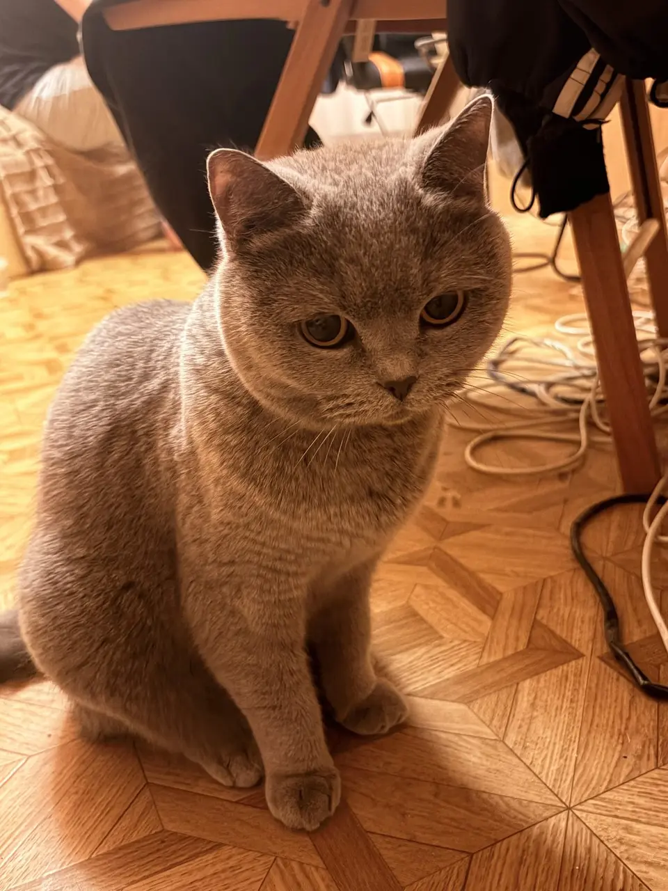 Найден кот, Москва