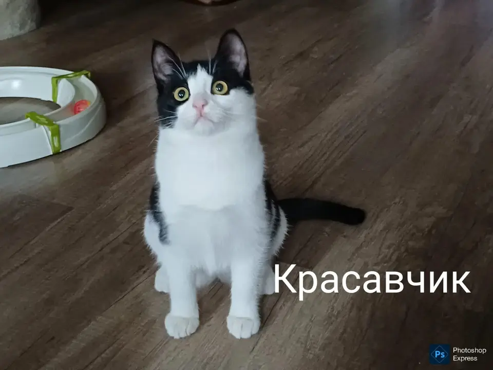 Потерян кот Красавчик, Москва