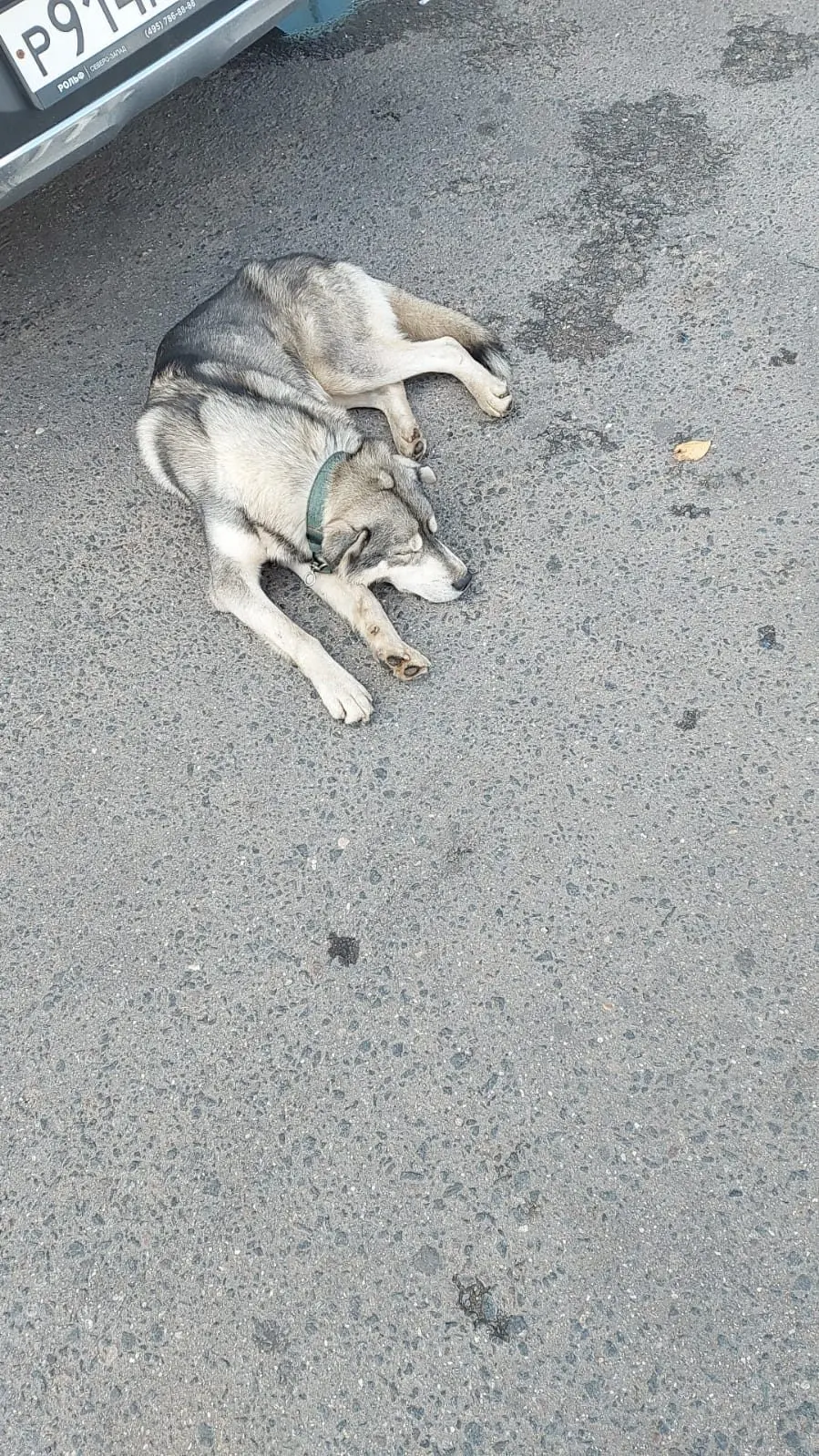 Найден пёс, Москва