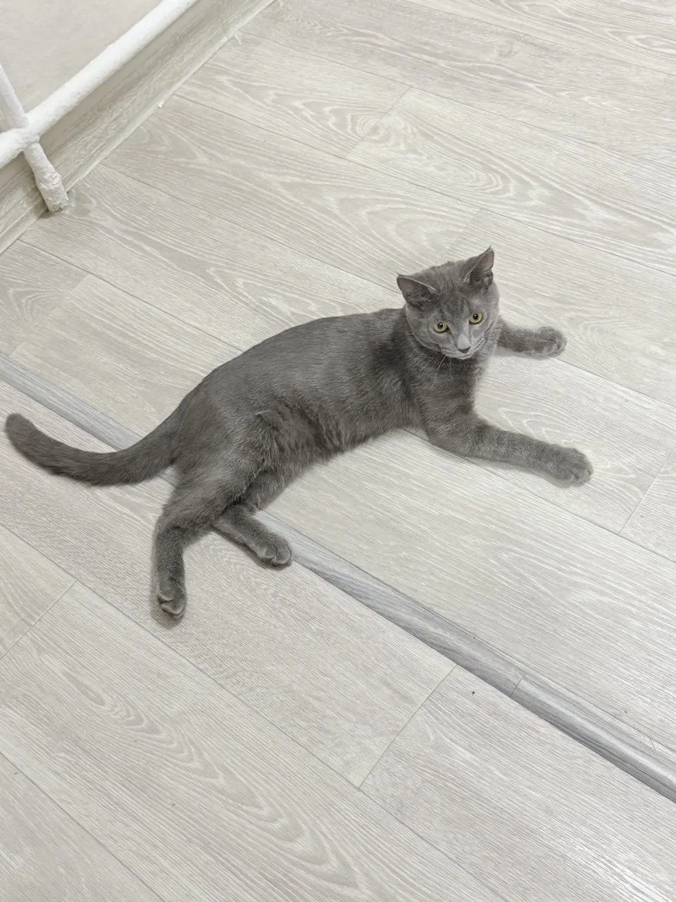 Потерян кот Проша, Москва