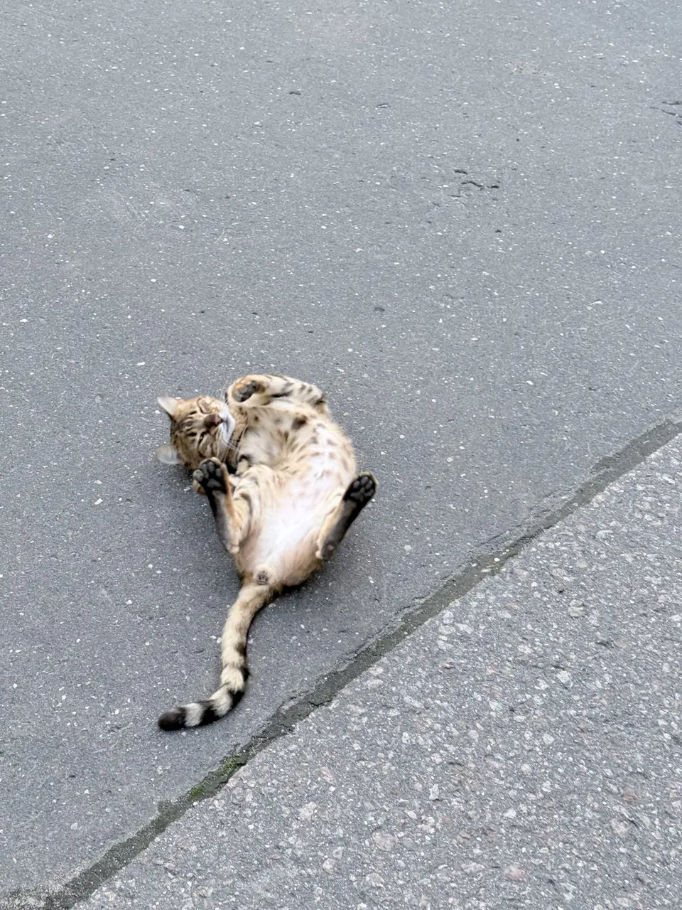 Найден кот, Москва