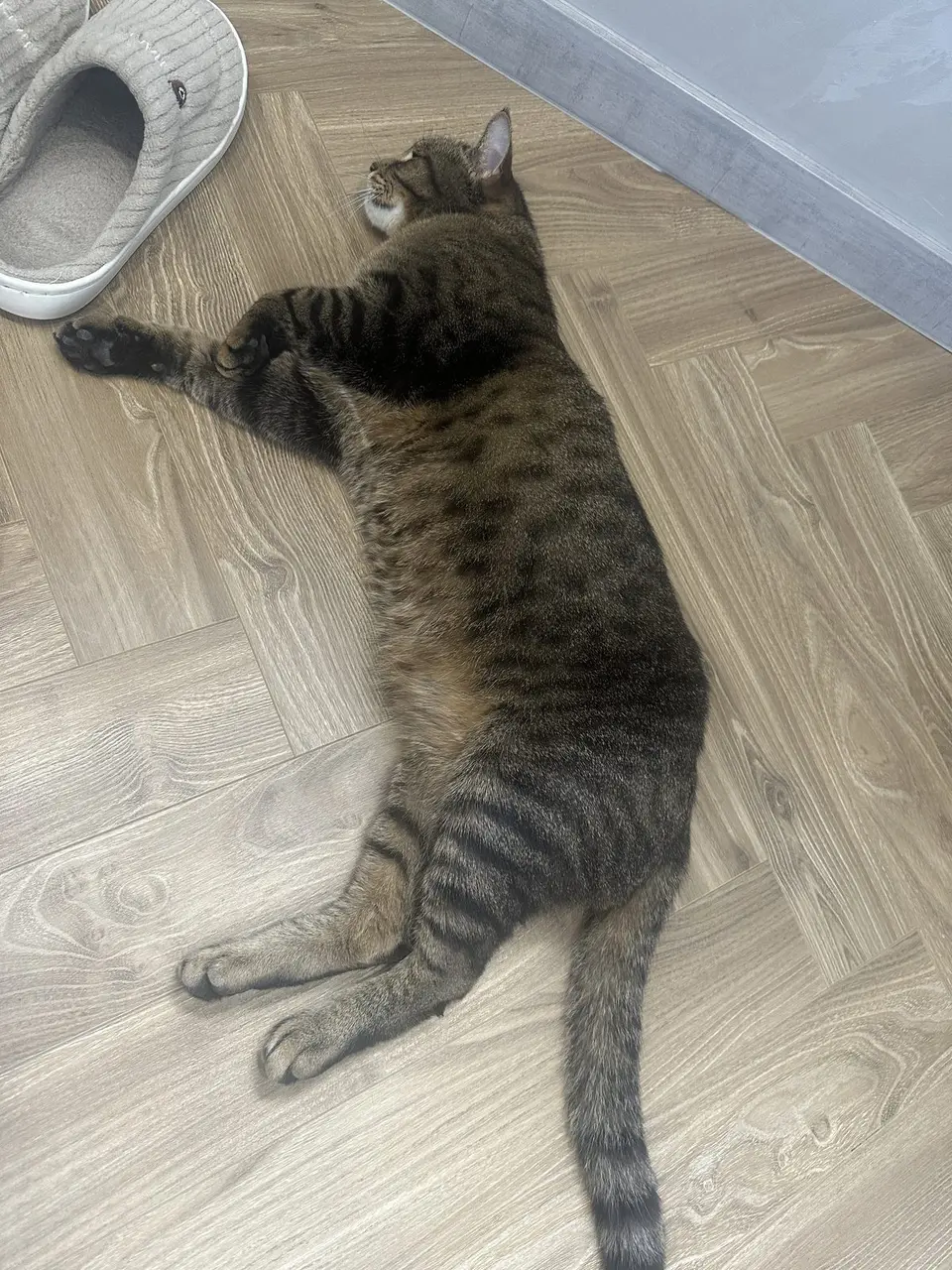 Найден кот, Москва